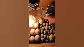 Time to rotate Egg #incubator #eggincubator #shorts