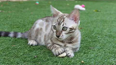 Watch the video about Super schönes snow mink bengal kitten