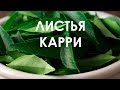 Листья карри