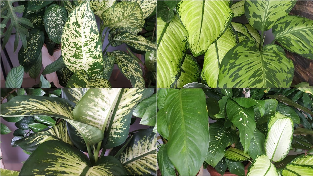 vamos ver minha coleção de diffenbachia?   #comigoninguempode