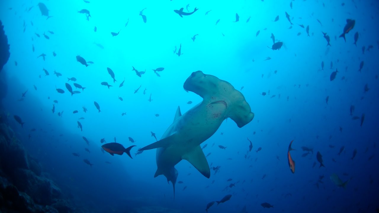 Galápagos