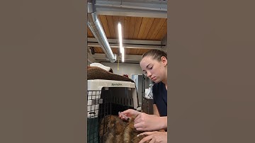 YTI Skill 21: Subcutaneous Injection on Feline