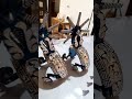 Espuelas Amozoqueñas Originales 100% Hechas a mano.