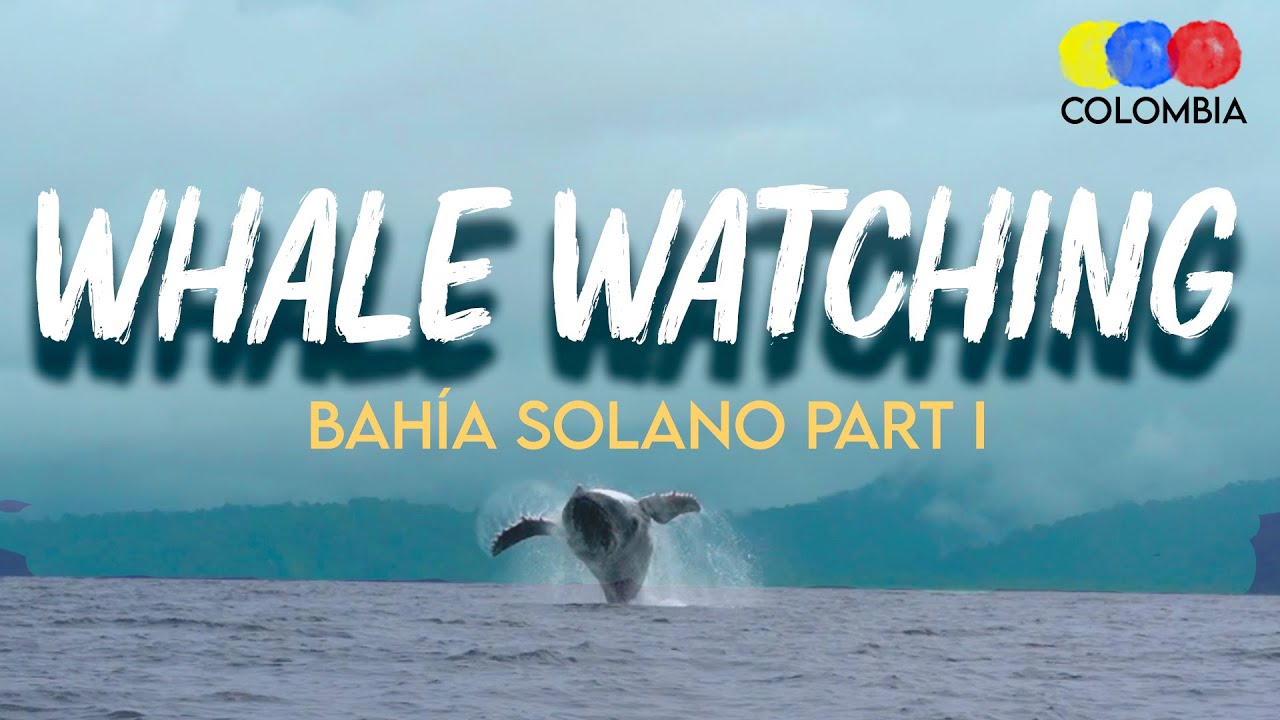 Whale Watching in Bahía Solano Chocó – Whale Watching Colombia