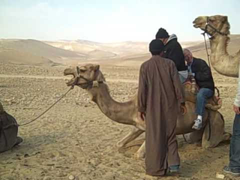 Funniest Camel Ride Ever in Israel!