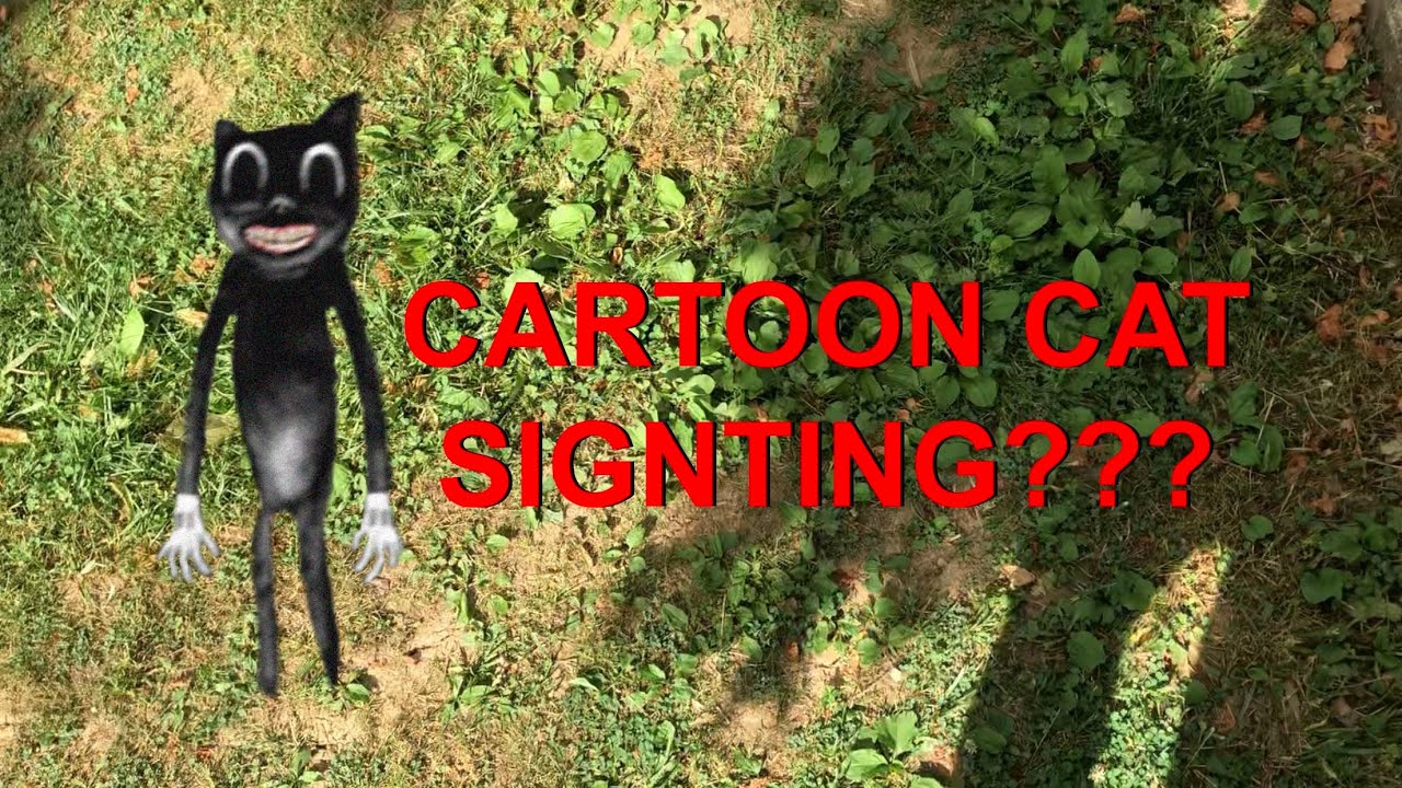 CARTOON CAT SIGHTING 😱😱 CONFRONTED YouTube