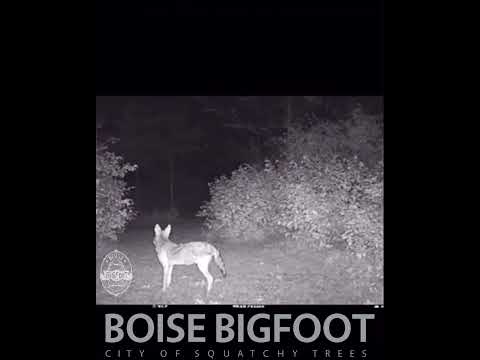 Bigfoot's eyeshine #shorts
