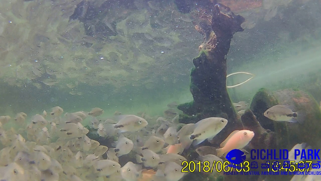Underwater video! Vieja Synspilum & Red Head Tapajos @ Cichlid Park