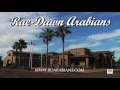 Rae-Dawn Arabians Commercial