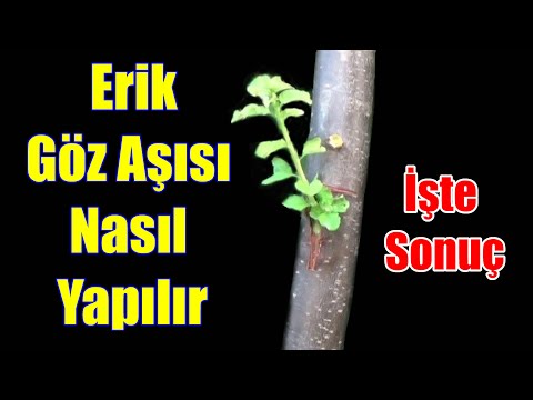 Erik Göz Aşısı Nasıl Yapılır ve Sonucu - Göz Aşısı Nasıl Yapılır - T Göz Aşısı - Erik aşısı