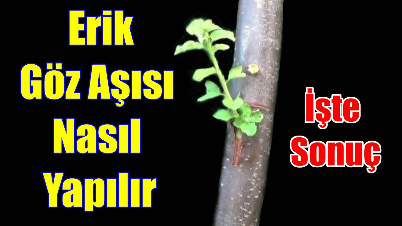 Armut Goz Asisi Nasil Yapilir Ve Sonuc T Goz Asisi Nasil Yapilir Youtube