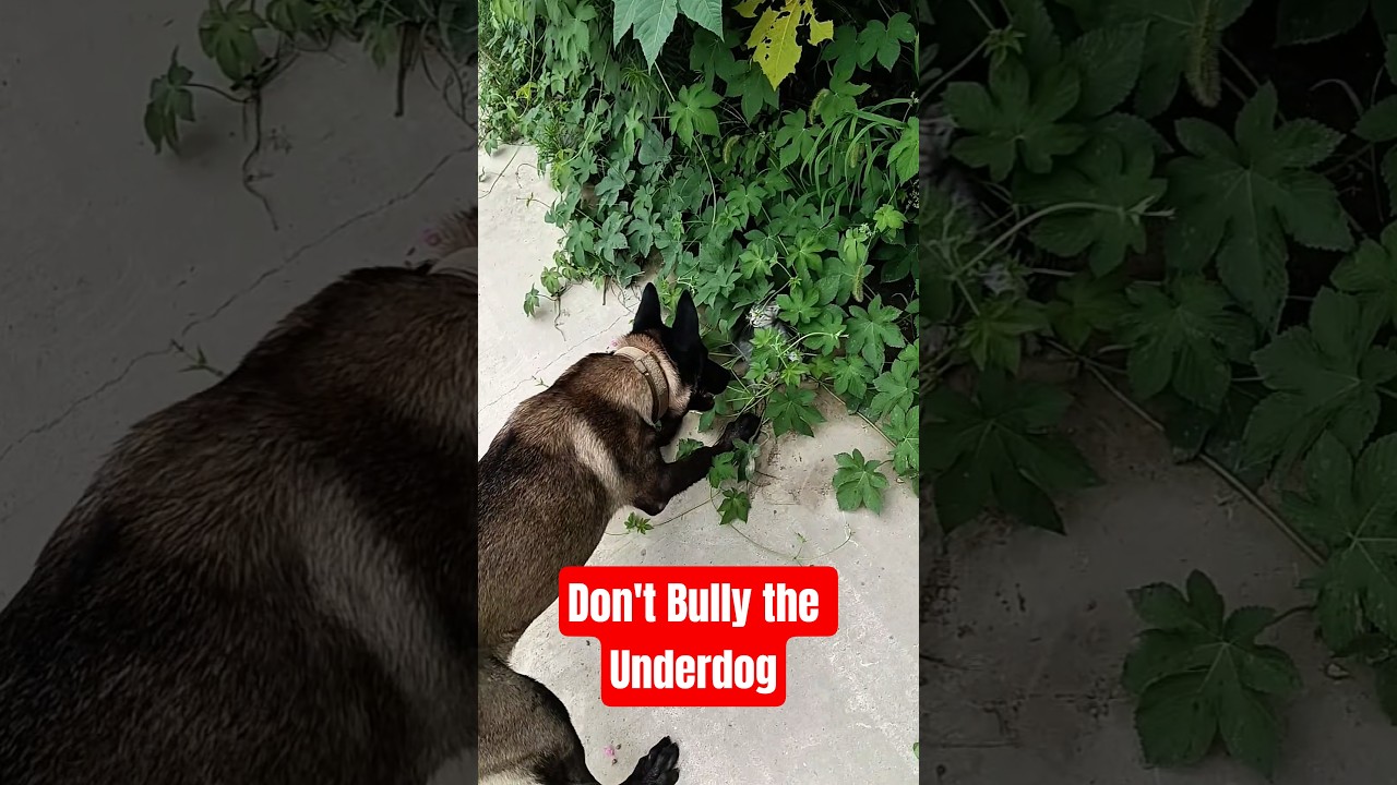 Why You Should Never Bully the Weak (Important Lesson)