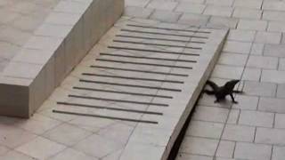 Iguana at Best Western in Jaco