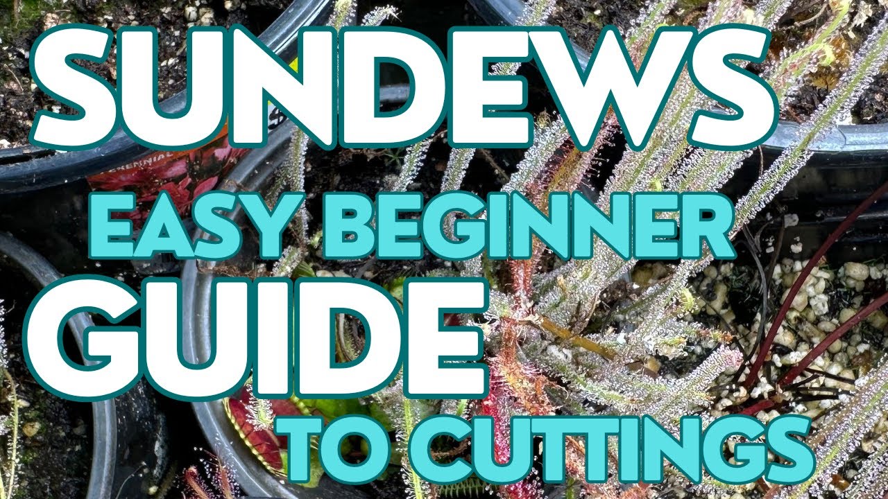 Sundew Cuttings: Easy Beginner Guide!