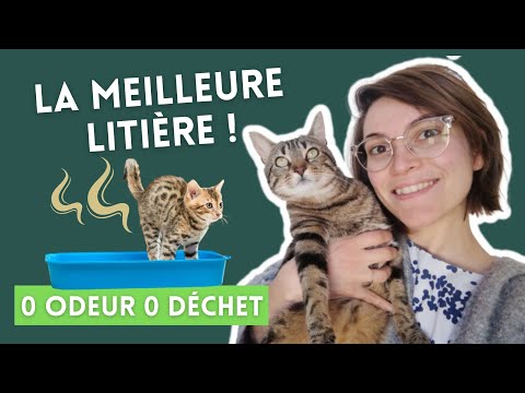 Vidéo: Litière pour chat 101
