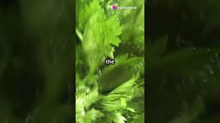 Color Changing Celery! 🌿🌈