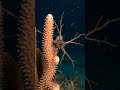 The Sea Creature That Unfolds Into a Living Net