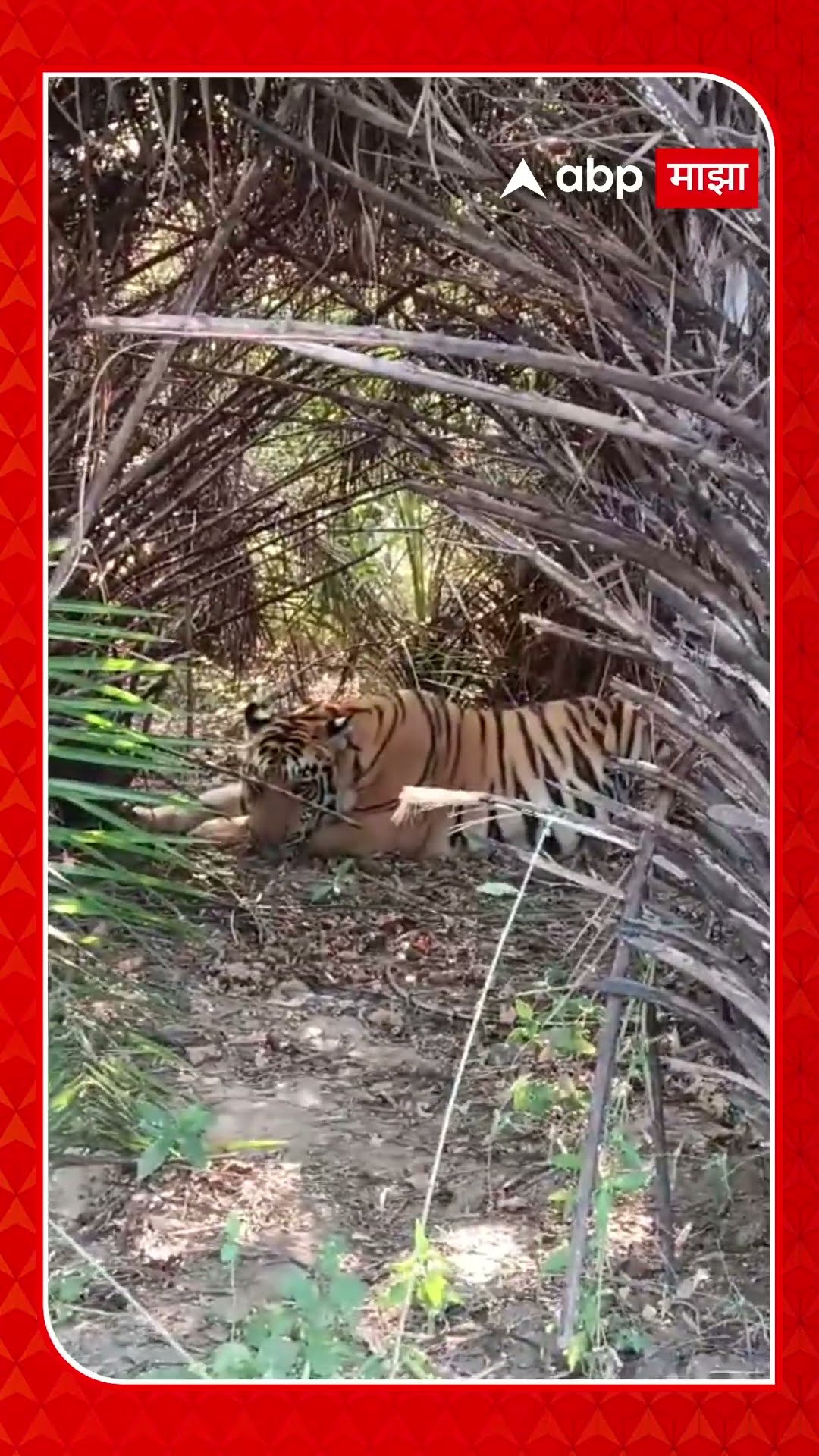 Bhandara Tiger Spot : झुडवात बसलेल्या वाघासोबत फोटो, सेल्फी घेण्यासाठी तुफान गर्दी