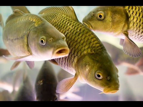 Video: When The Crucian Carp Spawns