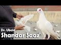 Zeeshan bhai and dr ubaid sahab k shandar kabootar  racing pigeon  delhi kabutarbazi