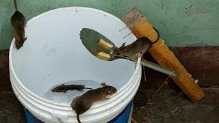 Mouse trap using spoon,Bucket mouse trap,New type of mouse trap