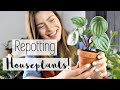 Repotting Houseplants + Scary Babysitting Story! | Let's Repot Indoor Plants (: