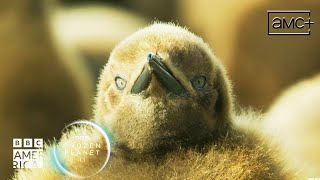 Meet the Bravest Animal Parents - the King Penguin 🐧 Frozen Planet II | BBC America