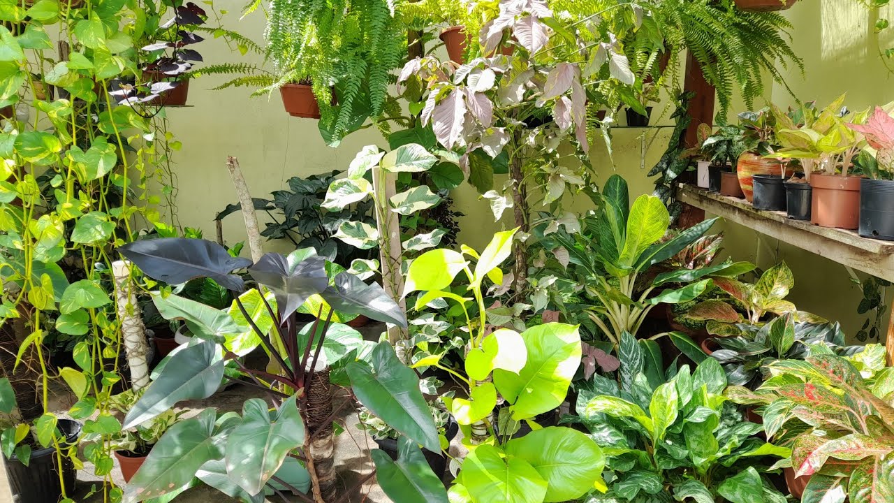 MINHA LINDA COLEÇÃO DE  FOLHAGENS QUE ESCALAM + CROTON NOVO NO JARDIM🤗🥰🥰