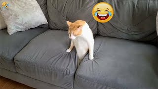 Funniest Dogs and Cats  Best Funny Animal Videos #15