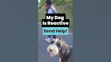 Walking a reactive dog can be tough, but with practice, your dog can stay calm! #reactivedogtraining