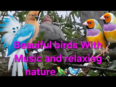 All About birds🐦🦜With Music💕 #satisfying #trendingshorts #enjoy #rabbit #bunny #shortvideo #short