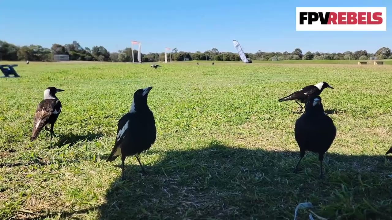 FPV REBELS over last month