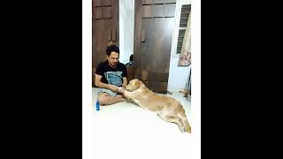 Coconut oil massage for healthy coat of Golden Retriever#goldenretriever #funny #cute