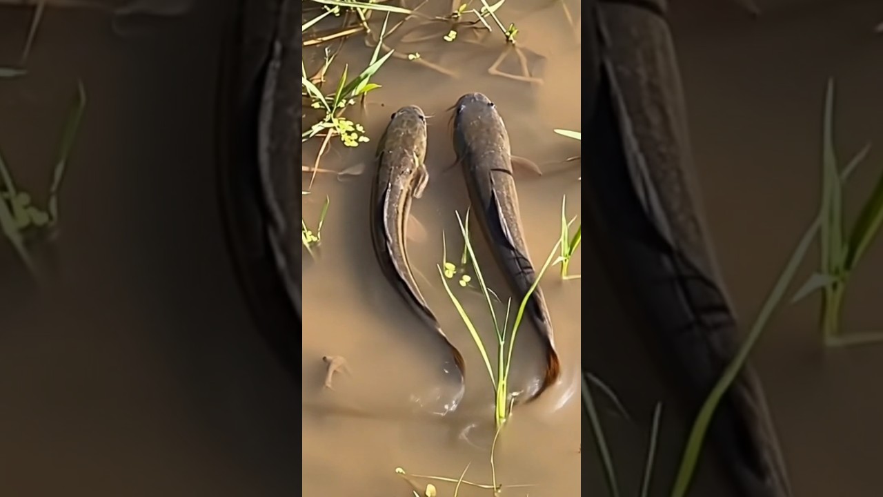 The two cute village fish spotted in the field 