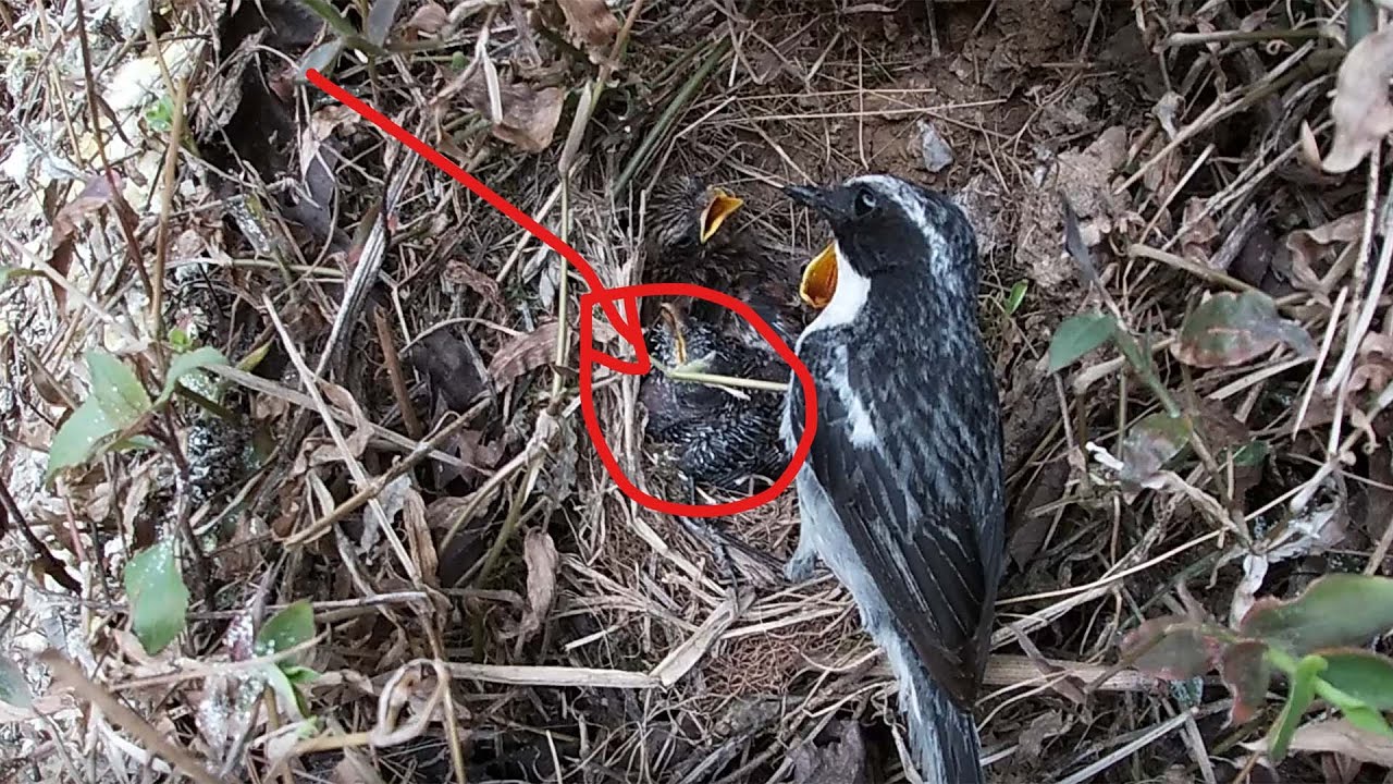 Day13,Parasitic cuckoo bird, whose eyes have not yet opened, unable to compete with growing birds