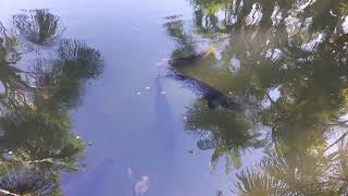 Pirarucu do balneário do Ademir em Manicoré Amazonas
