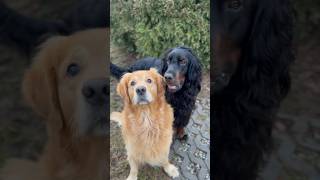 Setter Gordon and Goldenretriver together forever  #dog #funny #couple