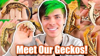 Meet All 40 of Our Crested Geckos + Breeding Projects!