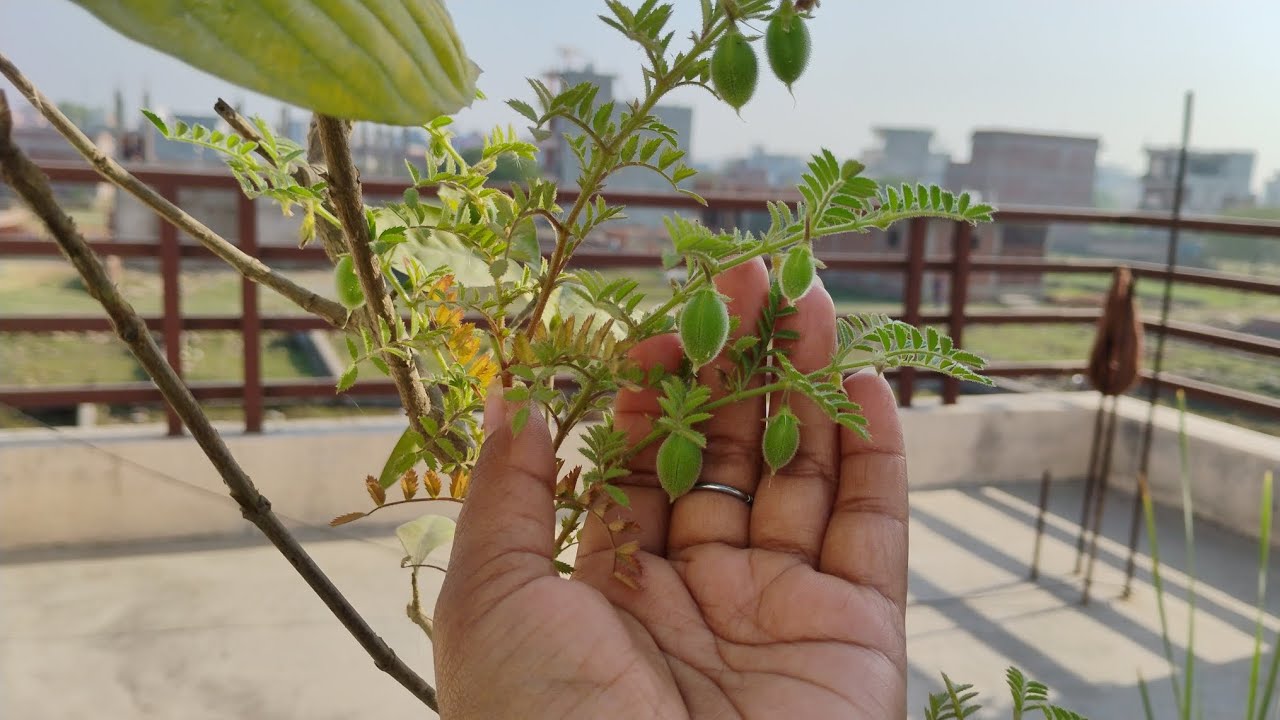 चिड़िया को मिला अपना नया घर ☺️ | बताखो ने मारी डुबकी 😂#sundayvlog#dailyroutinevlogs