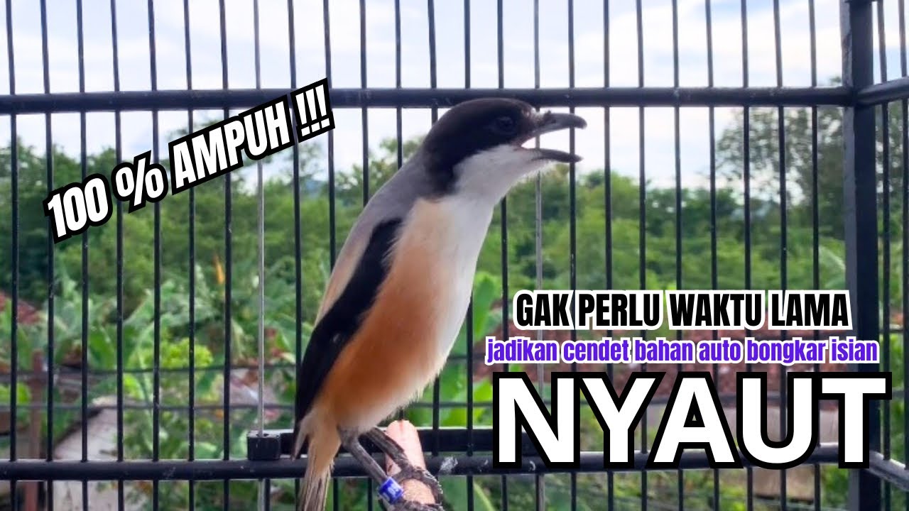burung cendet gacor ISIAN JITU untuk PANCINGAN CENDET AGAR BUNYI bikin BURUNG PENTET GACOR NYAUT