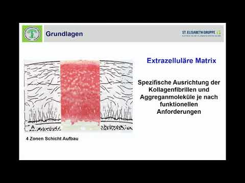 02   Anatomie und Phsysiologie des Knorpels   Grundlagen der Biochemie und Histologie