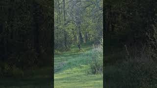 Oh, deer!   #whitetaildeer #deer #bear