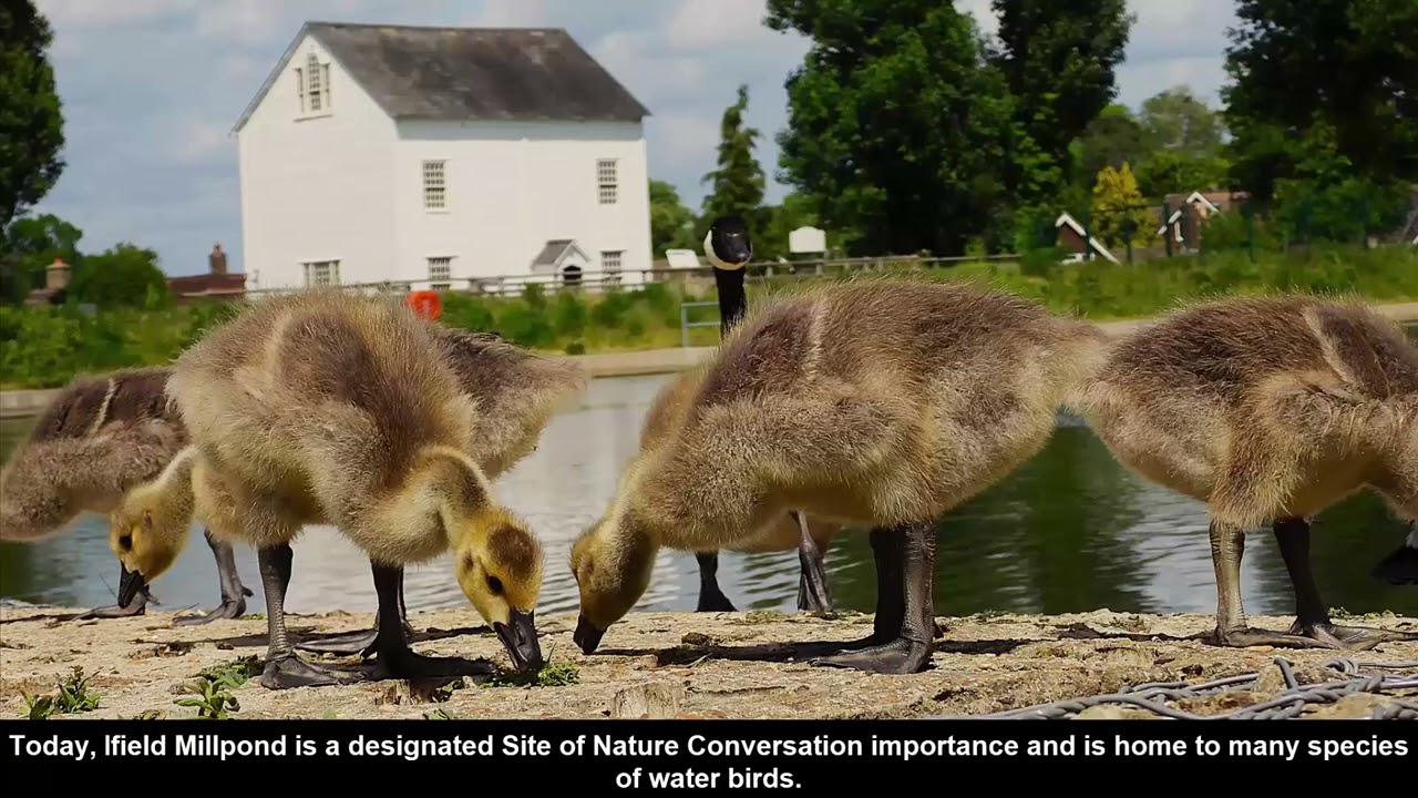 ANCIENT IFIELD Video, (slowed down version with Beethoven and Binge as background music) June 2025