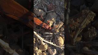 Parasitic Wasp Takes Down a Giant Wolf Spider! Wolf Spider Vs Wasp