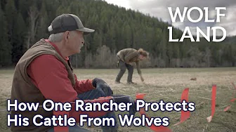 How Can Ranchers Protect Cattle from Wolves without Lethal Use of Force? | Wolf Land