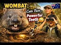 Wombat: The “Cute” Burrow Monster With Powerful Teeth 😳