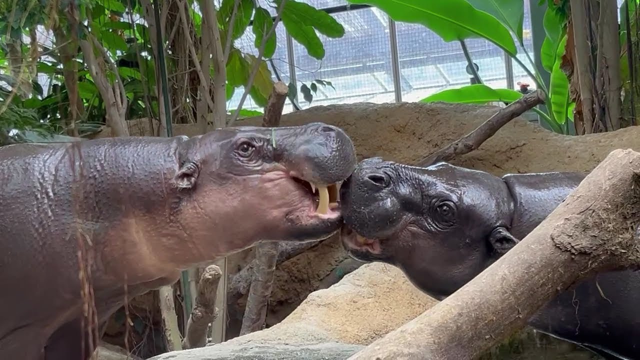 【神戸どうぶつ王国】2024年9月 コビトカバのタムとコウメの二つの物語