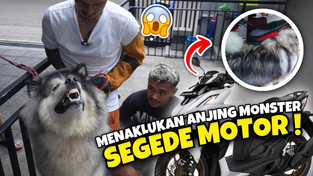 MENAKLUKKAN ANJING MONSTER SEGEDE MOTOR ‼️ SUDAH GIGIT 6 ORANG TERMASUK PEMILIKNYA