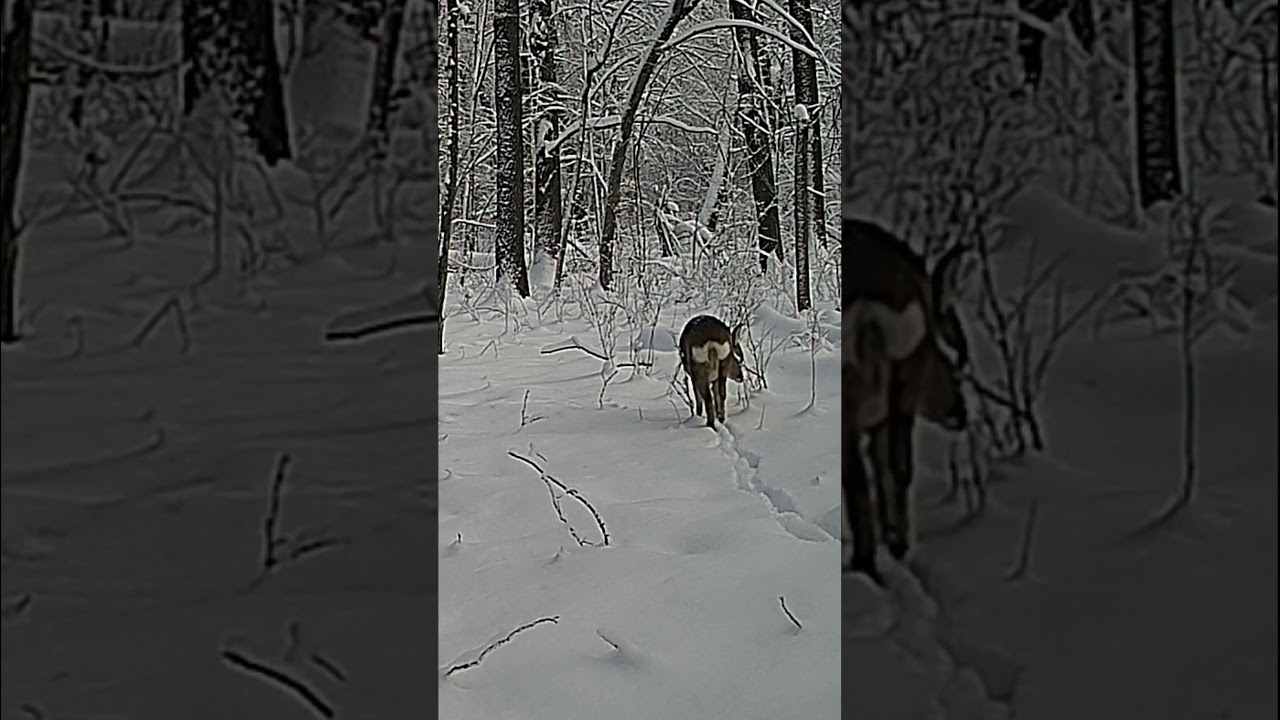 Косуля пробирается сквозь глубокий снег