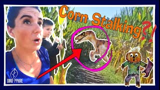 Corn Mazing Dinosaur Adventure Dinosaurs For Kids Fall Fun Learning Adventure
